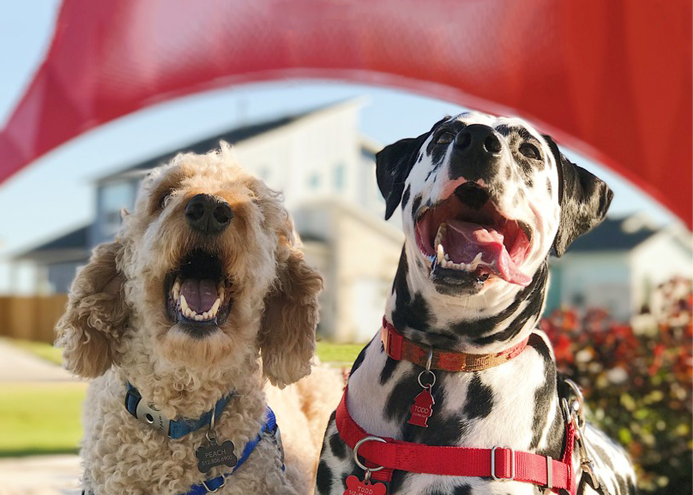Dog - Dog breed