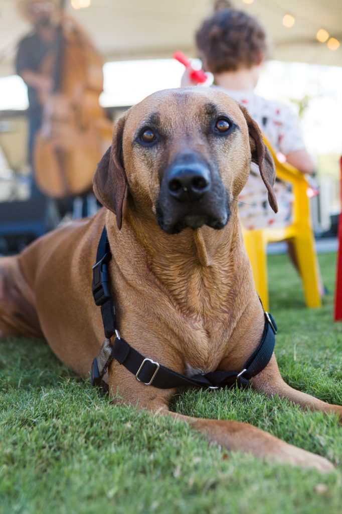 Bluebonnet Animal Hospital - Rhodesian Ridgeback