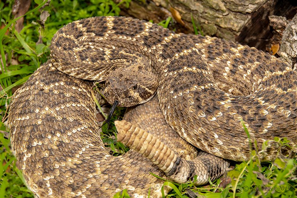 Reptiles - Eastern diamondback rattlesnake