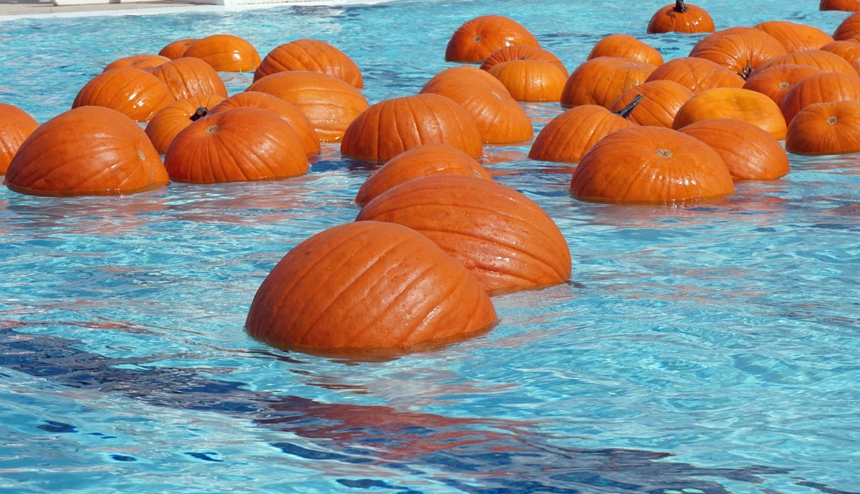 Pumpkin - Swimming