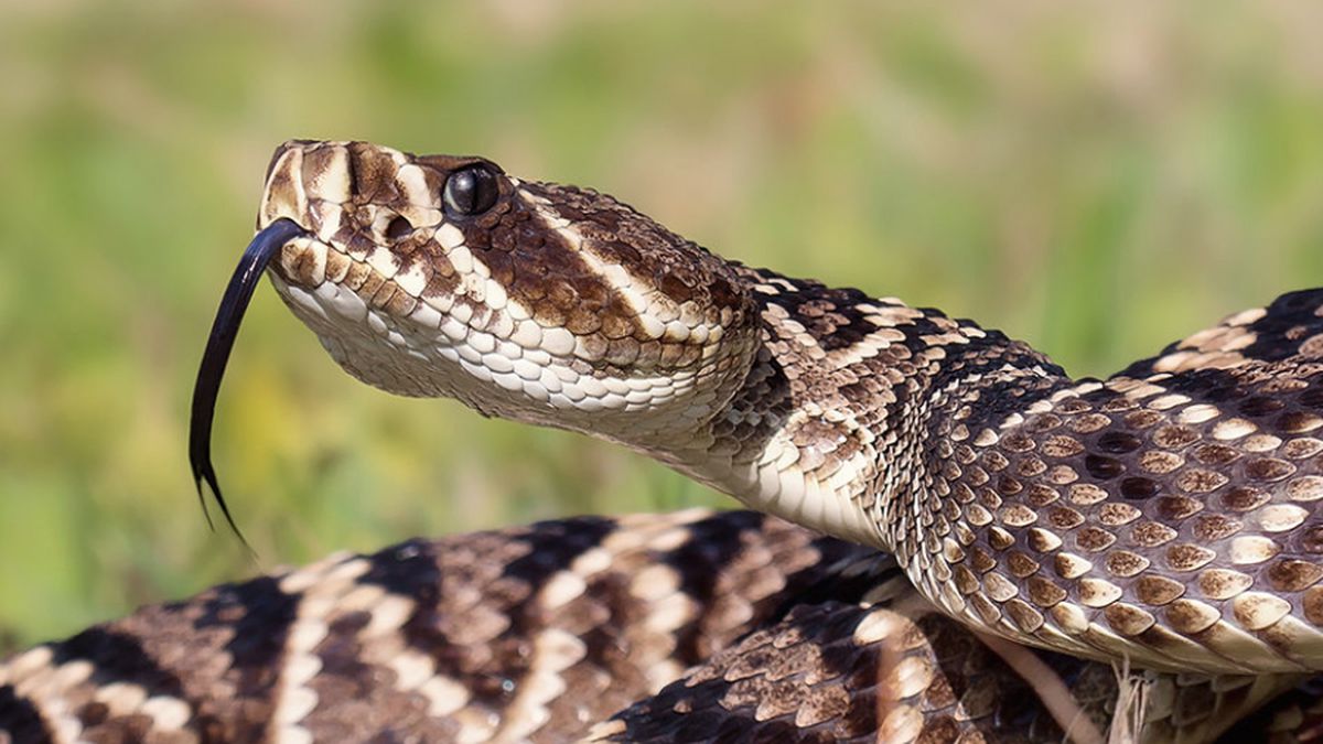 Copperhead - Rattlesnake