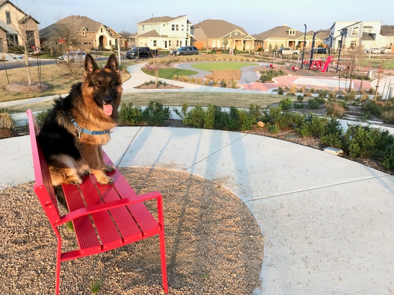 American Akita - Life’s a Red Bench