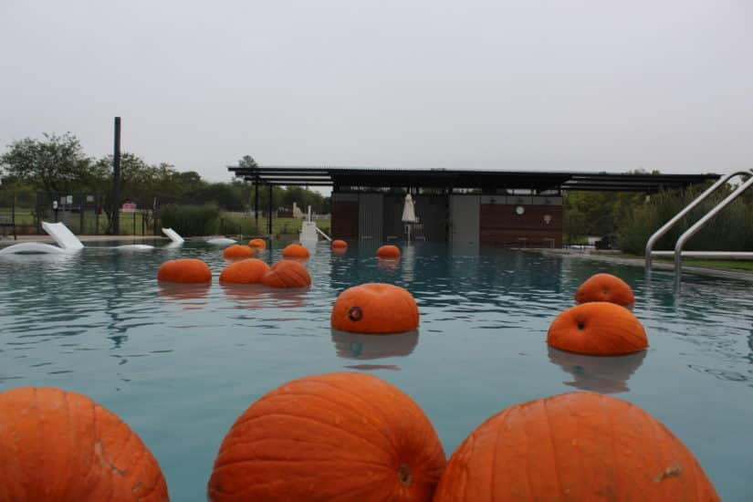 Dunkin' For Pumpkins