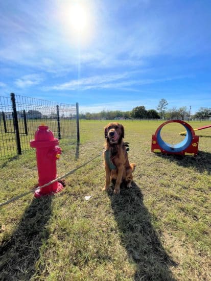 Dog Bark Grand Opening