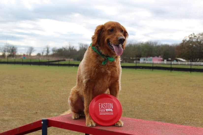 Golden Retriever