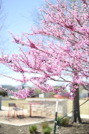 Cherry blossom - ST.AU.150 MIN.V.UNC.NR AD
