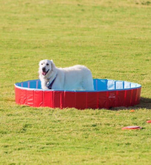 White Dog In Pool