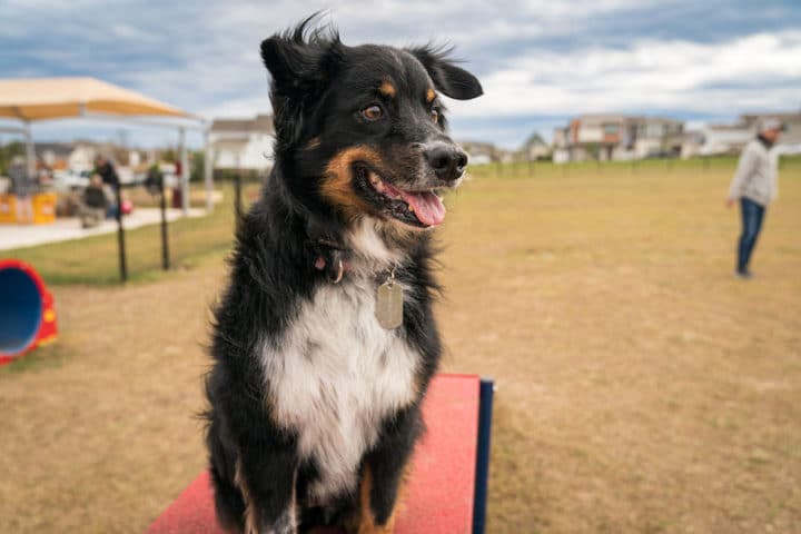 Border Collie - Dog breed